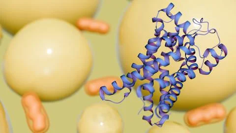 3D Brown Fat Cell and UCP1 Protein Visualization Stock Illustration