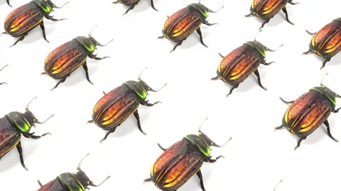 3D bug pattern simply animation for white bg Stock Footage 283544764