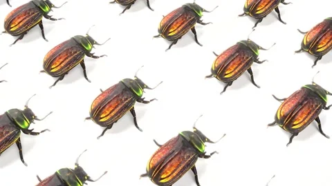 3d bug pattern simply animation for white bg Vídeos de archivo 284719479