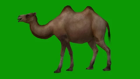 3D Camel Animation on Green Screen-idle Left Stock Footage 313888221