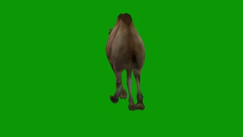 3D Camel Animation on Green Screen-Run F... | Stock Video | Pond5