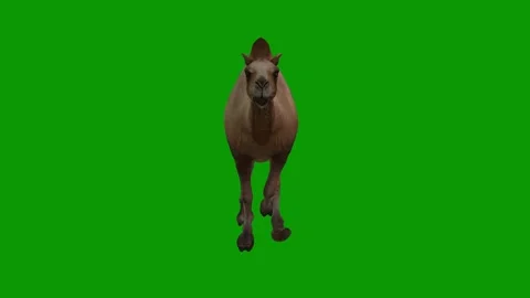 3D Camel Animation on Green Screen-Run F... | Stock Video | Pond5