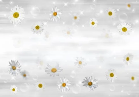 3D Camomile Stock Photos