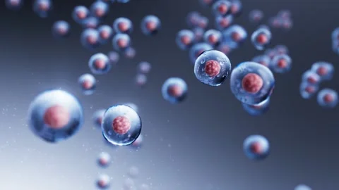 3D cell division dynamic process Stock Footage 319447123