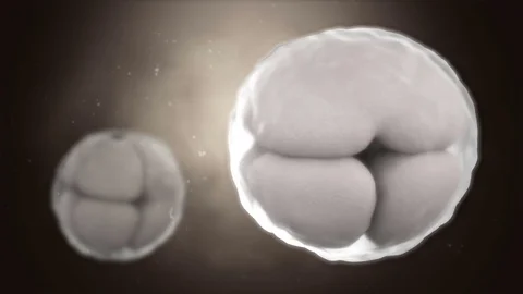 3D CG animation of cleavage of egg Video stock 82709140