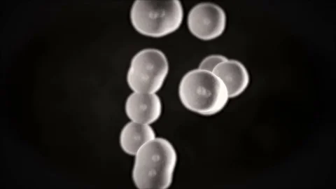 3D CG animation of dividing cell (A) Stock Footage 82222154