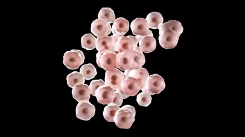 3D CG animation of dividing cell (C) Stock Footage 83192703