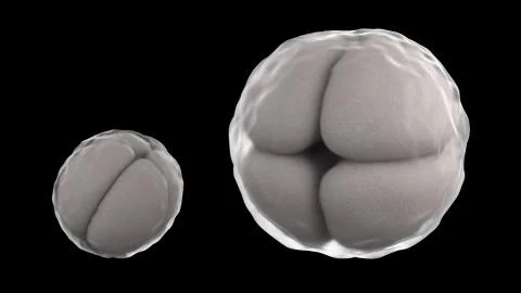 3D CG rendered image of cleavage of egg 4 cell stage Stock Illustration