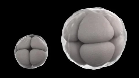 3D CG rendered image of cleavage of egg 8 cell stage Stock Illustration