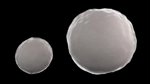 3D CG rendered image of cleavage of egg zygote stage Stock Photos