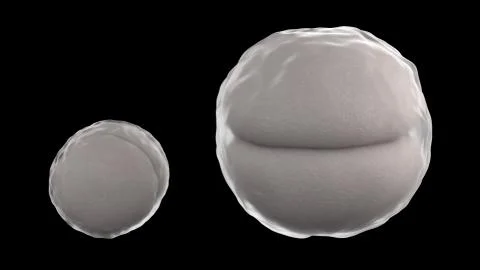 3D CG rendered image of cleavage of egg 2 cell stage Stock Photos