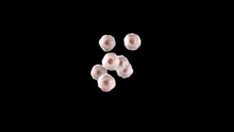 3D CG rendered image of dividing cell Stage 1 Stock Photos