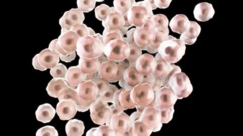 3D CG rendered image of dividing cell Stage 3 Stock Photos