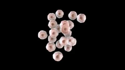 3D CG rendered image of dividing cell Stage 2 Stock Photos