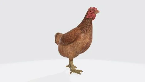 3d chicken Stock Illustration
