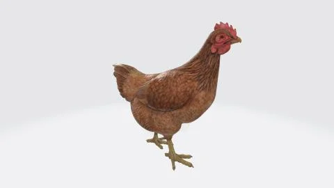 3d chicken Stock Illustration