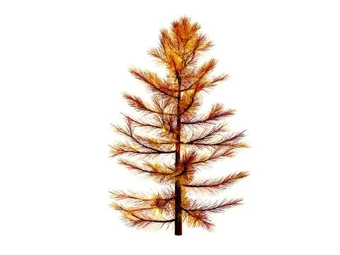 3D Christmas tree or pine tree 3D ready to decorate , isolated on transparent Stock-Illustration