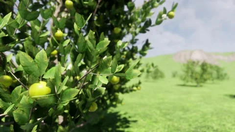 3d closeup of green lemon tree Video stock 136660475