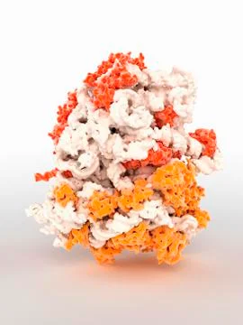 3D computer graphic model of a ribosome Stock Illustration