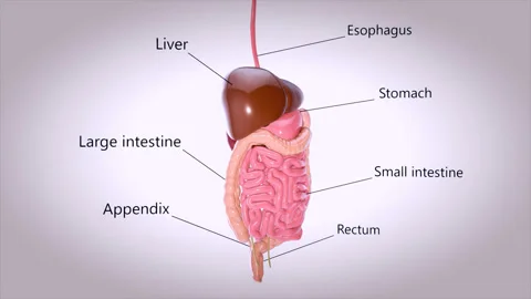 3D concept design of a digestive system 스톡 동영상 120199791