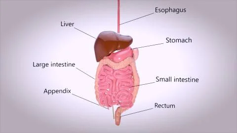 3D concept design of a digestive system Stock Illustration