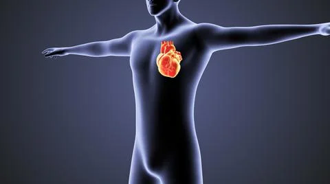 3d Concept of Human Circulatory System Heart Loop Stock Illustration