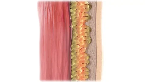 3D cross section show fat burning under the skin Stock Footage 265227119