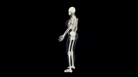 3D Deep Dive into Human Skeletal Structure Stock Footage 341776979