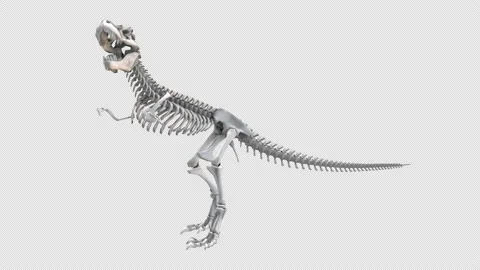 3d dinosaur skeleton spinning on an alpha channel Stock Footage 139342561