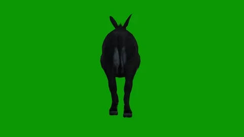 3D Donkey idle Scene Back-Realistic Anim... | Stock Video | Pond5