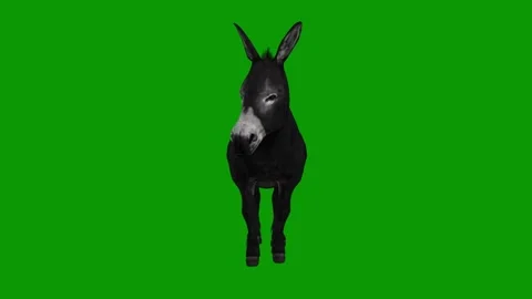 3D Donkey idle Scene Front-Realistic Ani... | Stock Video | Pond5