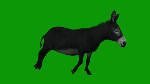 3D Donkey Run Fast Right View-Realistic ... | Stock Video | Pond5