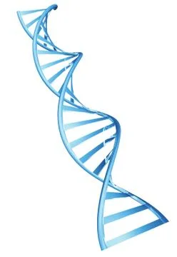 3D double helix spiral structure of a human DNA string Stock Illustration