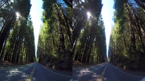 3d driving down avenue of the giants 3 Stock Footage 44656914