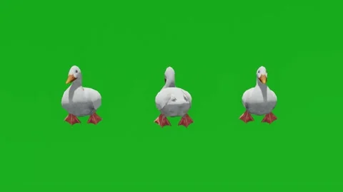 Duck On Green Screen Stock Footage ~ Royalty Free Stock Videos | Pond5