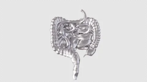 3D Dynamic Display of Human Intestines Model Stock Footage 307011592