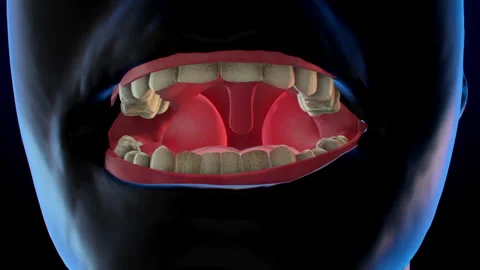 3D dynamic display of various internal organ diseases-tonsil Stock Footage 320090409