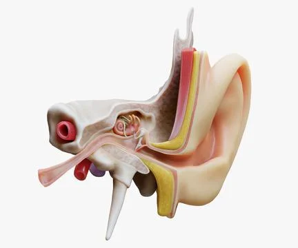 3D Ear Structure Anatomy Section model Stock Illustration