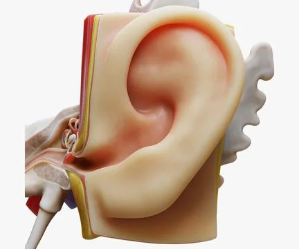 3D Ear Structure Anatomy Section model Illustrazione stock
