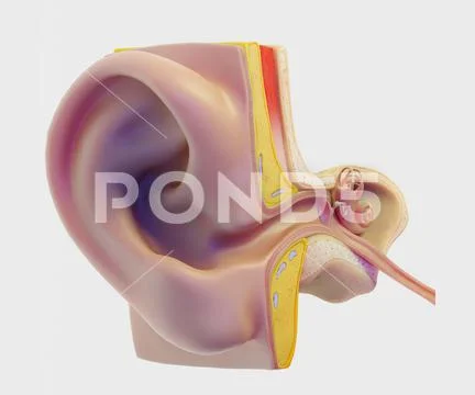 3D Ear Structure Anatomy Section model: Royalty Free #171125522