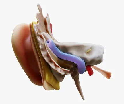 3D Ear Structure Anatomy Section model Stock-Illustration