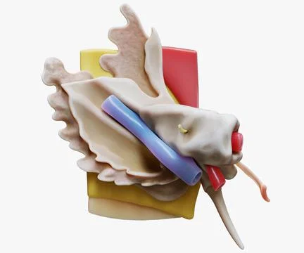 3D Ear Structure Anatomy Section Stock Illustration