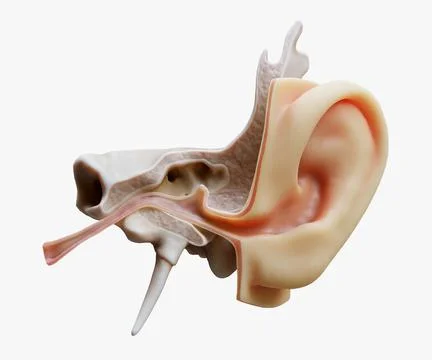 3D Ear Structure Anatomy Section Stock Illustration