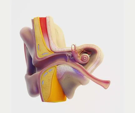 3D Ear Structure Anatomy Section Stock Illustration