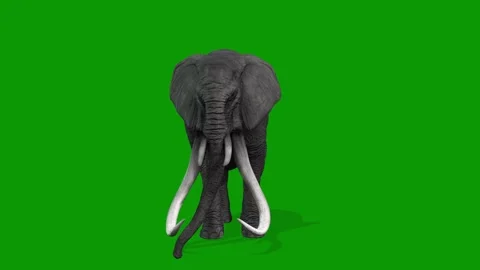 3D Elephant Attacking Scene Front Side on Green Screen Rendering Animation Video stock 314699421