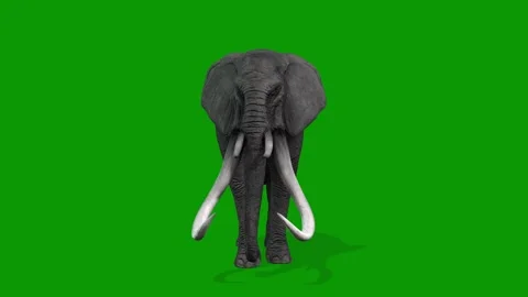 3D Elephant idle Scene Front Side on Green Screen Rendering Animation Stock Footage 314699408