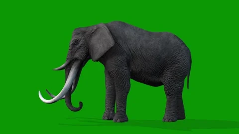 3D Elephant idle Scene Left Side on Green Screen Rendering Animation Stock Footage 314699426