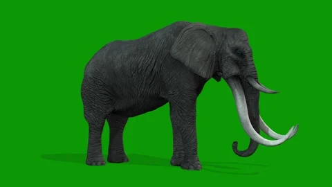 3D Elephant idle Scene Right Side on Green Screen Rendering Animation Stock Footage 314699429