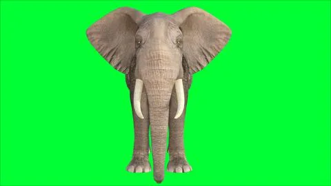 3d Elephant illustration with green screen background Stock Illustration