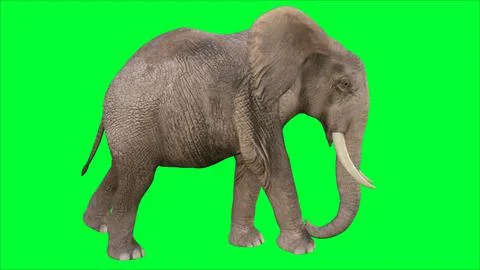 3d Elephant lustration with green screen background Stock Illustration